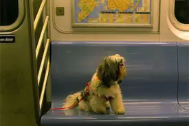 "Twiggy on the subway."